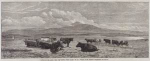 Bétail sur le sable, près de Port Madoc, nord du Pays de Galles - Henry Brittan Willis