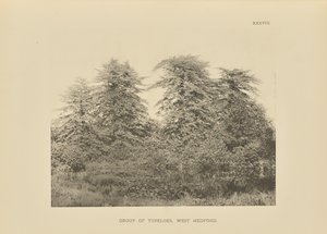 Groupe de Tupeloes, West Medford