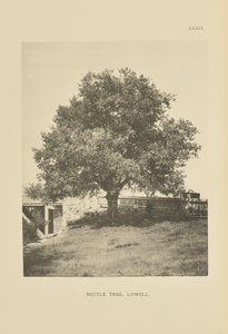 Arbre aux orties, Lowell - Henry Brooks