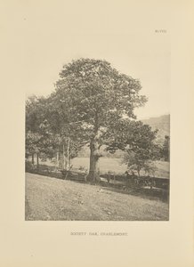 Chêne de la société, Charlemont