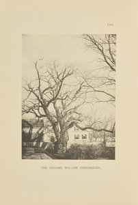 Le saule de Groome, Dorchester