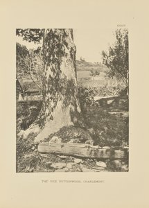 Le Rice Buttonwood, Charlemont