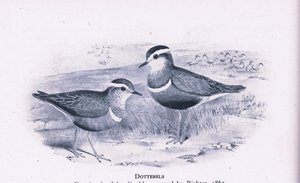 Pluviers guignards, Nature en Grande-Bretagne publiée par Collins, 1946 - Henry Constantine Richter