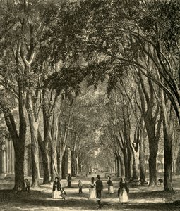 Les ormes de New-Haven, 1874