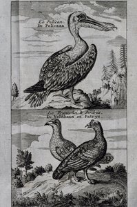 Pélican, Gélinotte des bois et Perdrix, gravure du Voyage fait à la baie d