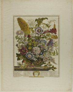 Août, des Douze Mois de Fleurs - Henry Fletcher