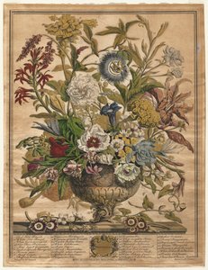 Douze mois de fleurs : Septembre