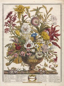 Douze Mois de Fleurs: Septembre, 1730.