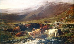 Vaches dans les Highlands