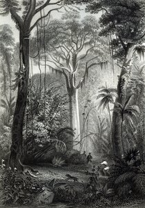 Scène dans une forêt brésilienne gravée par J. Bishop
