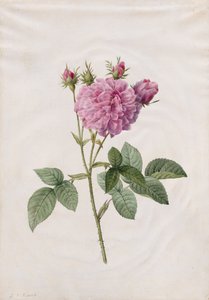 Rose Agatha (Rosa Gallica Agatha)