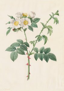 Églantier ou Rosier des chiens (Rosa Leucantha)