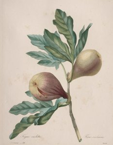 Choix des plus belles fleurs...plus beaux fruits: Figue Violette