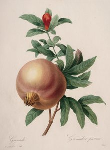 Choix des plus belles fleurs...plus beaux fruits: Grenade