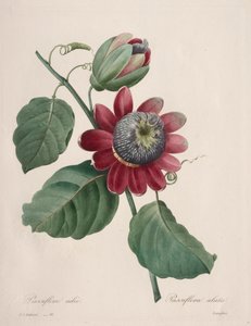 Choix des plus belles fleurs...plus beaux fruits: Passiflore ailée