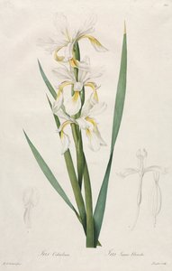 Iris à bandes dorées