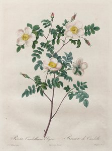 Les Roses : Rosa Candolleana Elegans