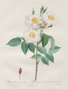Les Roses : Rosa Damascena, subalba