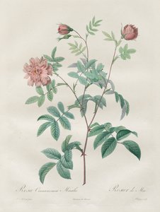 Les Roses: Rosa cinnamomea