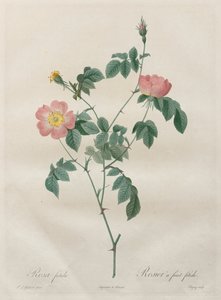 Les Roses: Rosa indica