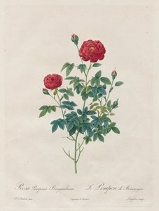 Rose Pompon - Henry Joseph Redouté