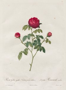 Rose de Provence ou Rose française