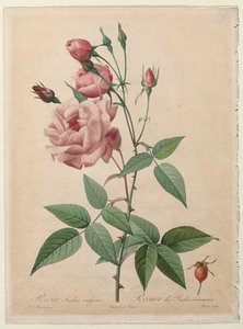 Les Roses : Rose de Chine ou du Bengale