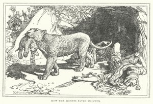 Comment la lionne a sauvé Malchus