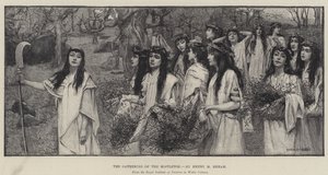 La cueillette du gui