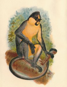 Langur d