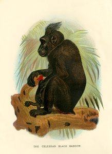 Le babouin noir de Celebes, 1896