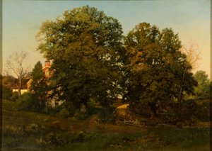 Vieux chênes au coucher du soleil