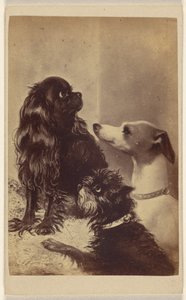 Floss, Daisy  Fairy ; Chiens de Barroness [sic] McClifford. Peint par Mme Pointer. - Henry Pointer