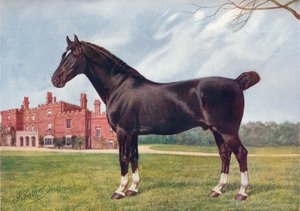 Étalon Hackney Danegelt, vers 1905-1910