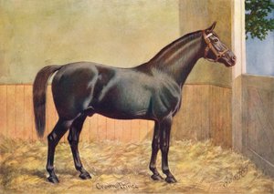 Étalon Yorkshire Coach Horse Crown Prince, 1902 vers 1910