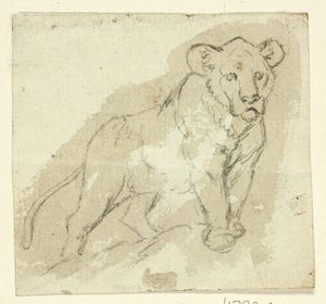 Cinq croquis de lions : Lionceau debout