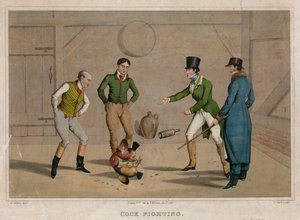 Combat de coqs