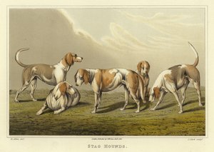 Chiens de chasse (chromolithographie) - Henry Thomas Alken