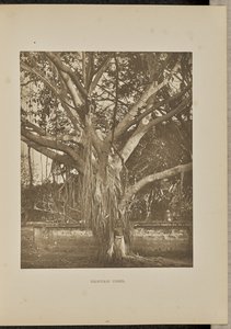 Banyan, avec de jeunes tiges d