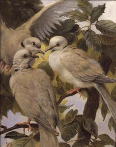 Trois colombes à anneaux