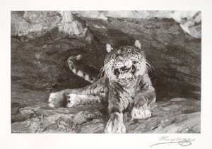 Tigre - Henry Wolf
