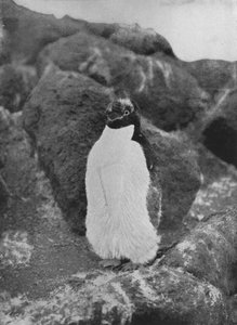 Un manchot en mue, vers 1911, 1913