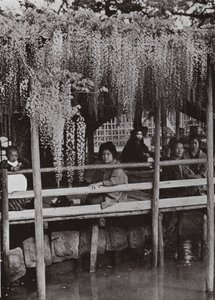 Une tonnelle de glycine à Kameido
