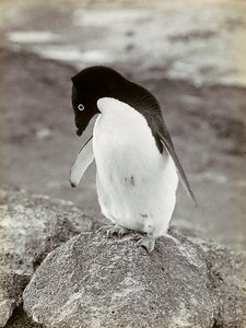 Un pingouin en Antarctique