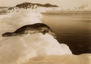 Un phoque de Weddell sur le point de plonger à West Beach, Cape Evans, Antarctique, 1911