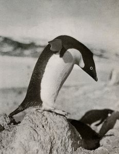 Un Manchot Adélie sur le point de plonger, vers 1910-1913, 1913