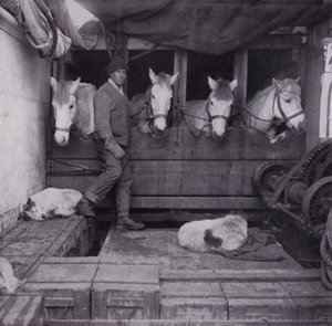 Capitaine Oates avec des poneys et des chiens en mer - Herbert Ponting