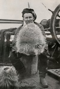 D. G. Lillie, avec quelques-unes des éponges siliceuses, c1911, 1913
