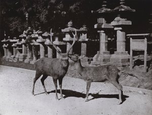 Cerf, une étude à Nara - Herbert Ponting