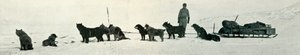 Chiens avec des provisions sur le point de quitter Hut Point, vers 1911, 1913